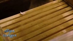 Пчёлы под угрозой📢Обзор новых технологий в пчеловод?