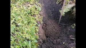 Как поймать крота, слепыша Способ работает на 100%.Крото