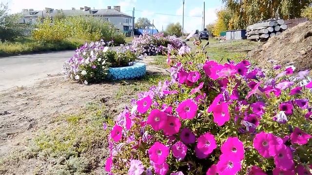 Клумбочки Петунья Идея как украсить двор смотреть онлайн