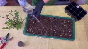 🪴Черенкование гортензии весной. 💯 Самый Удачный Спо