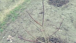 Как обрезать молодую яблоню весной!