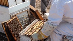 Изолятор портит матку? Пчеловодство: ограничение матк