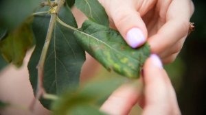 Фитоплазма пролиферации яблони (Candidatus Phytoplasma mali)