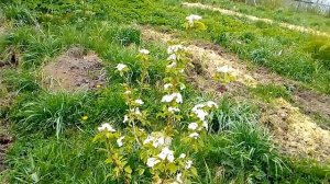 8 мая 2025 год   цветение груш