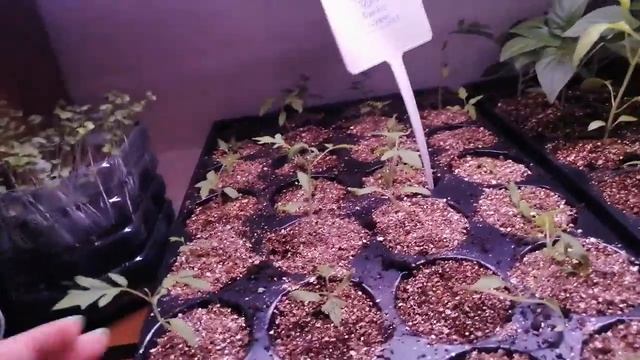 Выращиваю рассаду. Буду сажать огород. смотреть онлайн