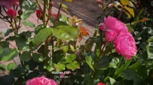 Розы первой волны цветения! Часть 3. Обильноцветущие р?