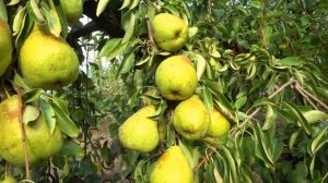 Осенняя груша без недостатков ТАВРИЧЕСКАЯ, интенсивн?