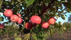 Швейцарский сорт яблони ЭРА с красной мякотью