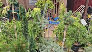 Хвойные Новинки в ваш сад! Много хвойных уже в продаже.
