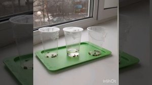 Почему в яблоках не прорастают семена