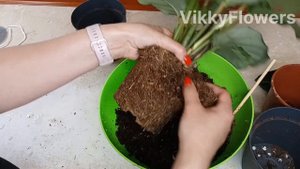 Результат в конце. Калатеи+фитиль+минеральный грунт #к