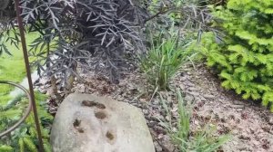 Гармоничный сад Светланы. Прогулка по саду 24 июня 2025