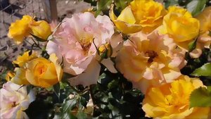 🌹Роза Сахара( Sahara)