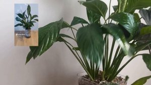 Это НУЖНО ЗНАТЬ | МИНУСЫ фитильного полива.