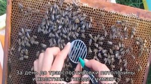 Как ухаживать за пчелами