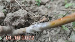 прививка яблони в сентябре результат через год