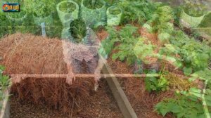 Ленивые грядки своими руками. Пошагово.