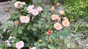 Цветут редкие розы. Первая волна цветения в Подмосков?