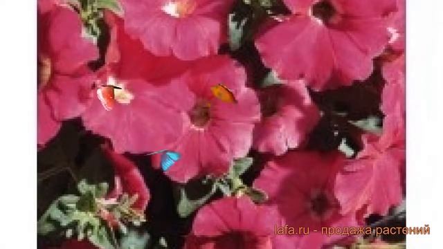 Петуния мультифлора Карпет Роуз (karpet rouz) 🌿 обзор: как ? смотреть онлайн