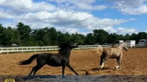 Собственница конного клуба в Уссурийске пойдет под суд после травмы ребенка