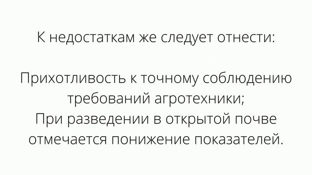 Самый лучший томат в мире 2023 г.! Высокоурожайный и слад смотреть онлайн