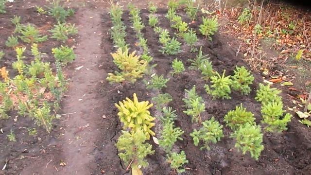 Горячая пора на даче. Чем занимаюсь поздней осенью. смотреть онлайн