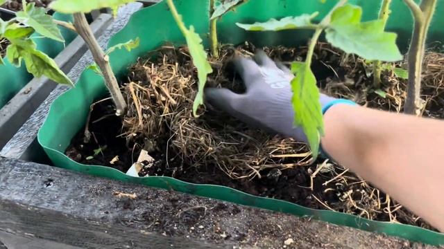 Как вырастить Томаты в контейнерах ? #Томаты в вёдрах ? смотреть онлайн