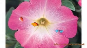 Петуния ампельная Опера Пинк Морн 🌿 обзор: как сажать