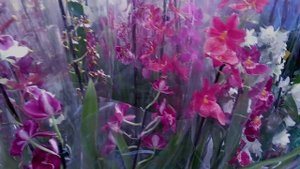 ОРХИДЕИ В ЭПИЦЕНТРЕ (ОБИ)! КАКИЕ ОРХИДЕИ МОЖНО КУПИТЬ В