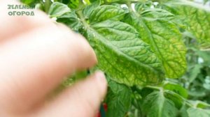 Томат ВЫСТРЕЛ. Обзор сортов томатов!