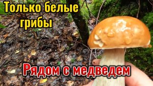 Собираю в лесу исключительно белые грибы, В лес по реке приплыл медведь. Попал на видео.