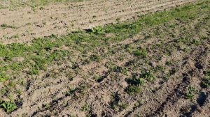 Прополка междурядий картофеля мотоблоком (до окучива?