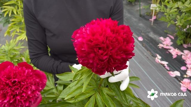 Auten”s 1816 peony. Оттенс пион. Пулков сад (2025 г.) смотреть онлайн