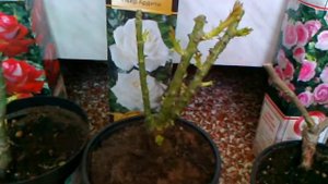 Розы. Покупка саженцев от компании Поиск.