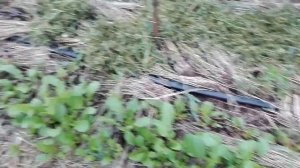 Природное земледелие. Экопоместье май 2017. Часть 4 - пом?