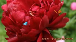 Пион травянистый Петер Бранд (paeonia) 🌿 Петер Бранд обзо