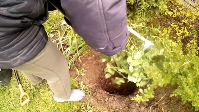 Посадка роз из Леруа Мерлен. Розы в коробке. смотреть онлайн