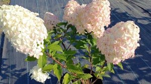 Гортензия Квик фаер фаб,  маточник , дал очень много пр?