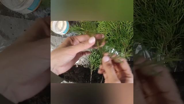 Укоренение туй смотреть онлайн