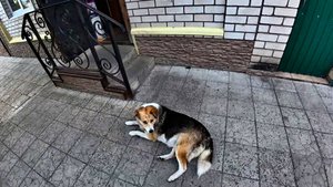 Орёл. Пешеходный мост через реку Орлик. Улица 2-ая Пушкарная. Пугливые коты. Добрая собака.