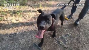 Боец спас истощенного питбуля на СВО и свозил его в путешествие на Байкал