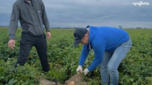 Мониторинг картофельных полей Беларуси. Эксперт Алек?