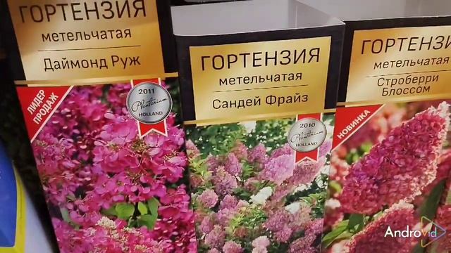Гортензии в Леруа Мерлен,Псков смотреть онлайн