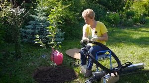 В приствольном круге сорняки? Их больше не будет!