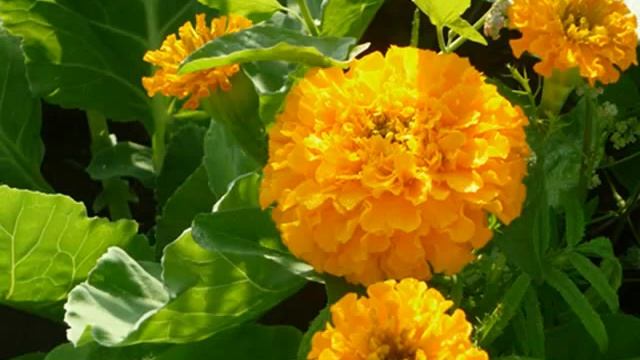 Бархатцы. смотреть онлайн