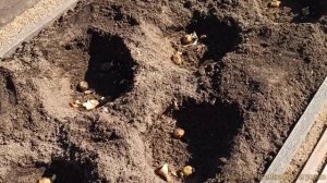 Картофель. Выращивание без окучивания. 👍💯