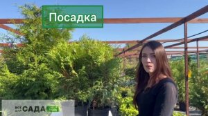 ОБЗОР НА ТУЮ ЛИТЛ ЧЕМПИОН