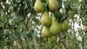 Груша сорта конференция особенности посадки, выращив?