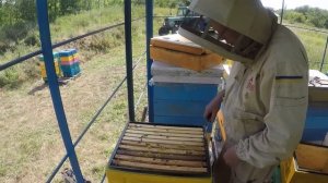 Когда Нужно ставить магазин на улей? Секрет больших ме