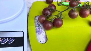 ТОМАТ ЧЕРРИ « ЧЕРНЫЙ ШОКОЛАД»